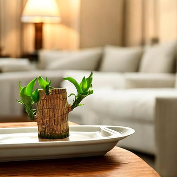 Brazillian wood to Attract Good Luck